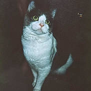 Edward joined the competition — help win amazing prizes! cat, pet, animal, feline, curious, green_eyes, white_fur, gray_fur, standing, looking_up, whiskers, indoor, dark_background, cute, mammal, domestic_animal, portrait, fur, alert, ears