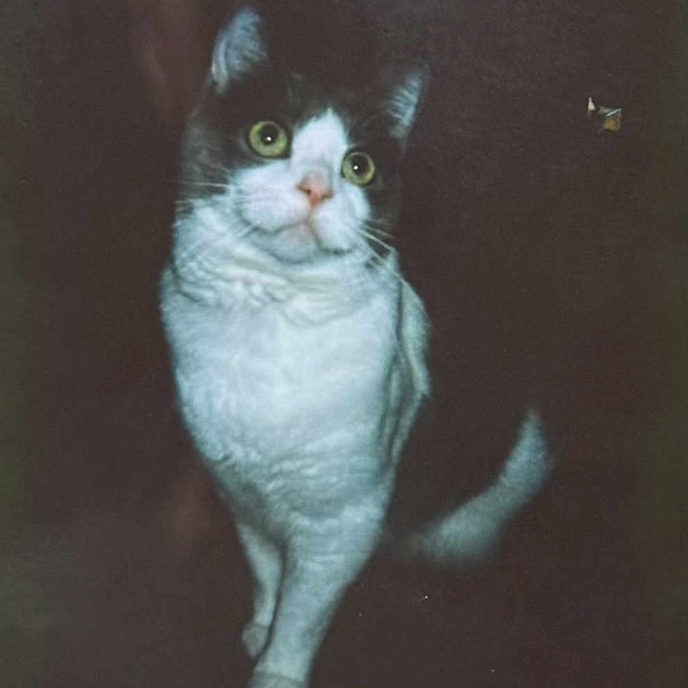 Edward joined the competition — help win amazing prizes! alert, animal, cat, curious, cute, dark_background, domestic_animal, ears, feline, fur, gray_fur, green_eyes, indoor, looking_up, mammal, pet, portrait, standing, whiskers, white_fur