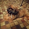 animal, black, brown, canine, chew_toy, companion, cute, dog, domestic, floor, four_legs, furry, indoor, lying_down, mammal, pet, playful, relaxed, resting, tile