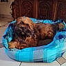 Ulysse a rejoint le concours — aidez-le/la à gagner de superbes lots ! animal, blue, brown, comfort, cozy, decor, dog, fluffy, fur, furniture, home, indoor, living_room, pet_bed, plaid, relaxed, resting, small_dog, tile_floor, wooden_cabinet