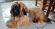 Ulysse a rejoint le concours — aidez-le/la à gagner de superbes lots ! dog, long_hair, fluffy, indoor, floor, tile_floor, brown_fur, black_face, furniture, table_leg, curtain, pet, animal, lying_down, house, room, cozy, domestic, companion, resting