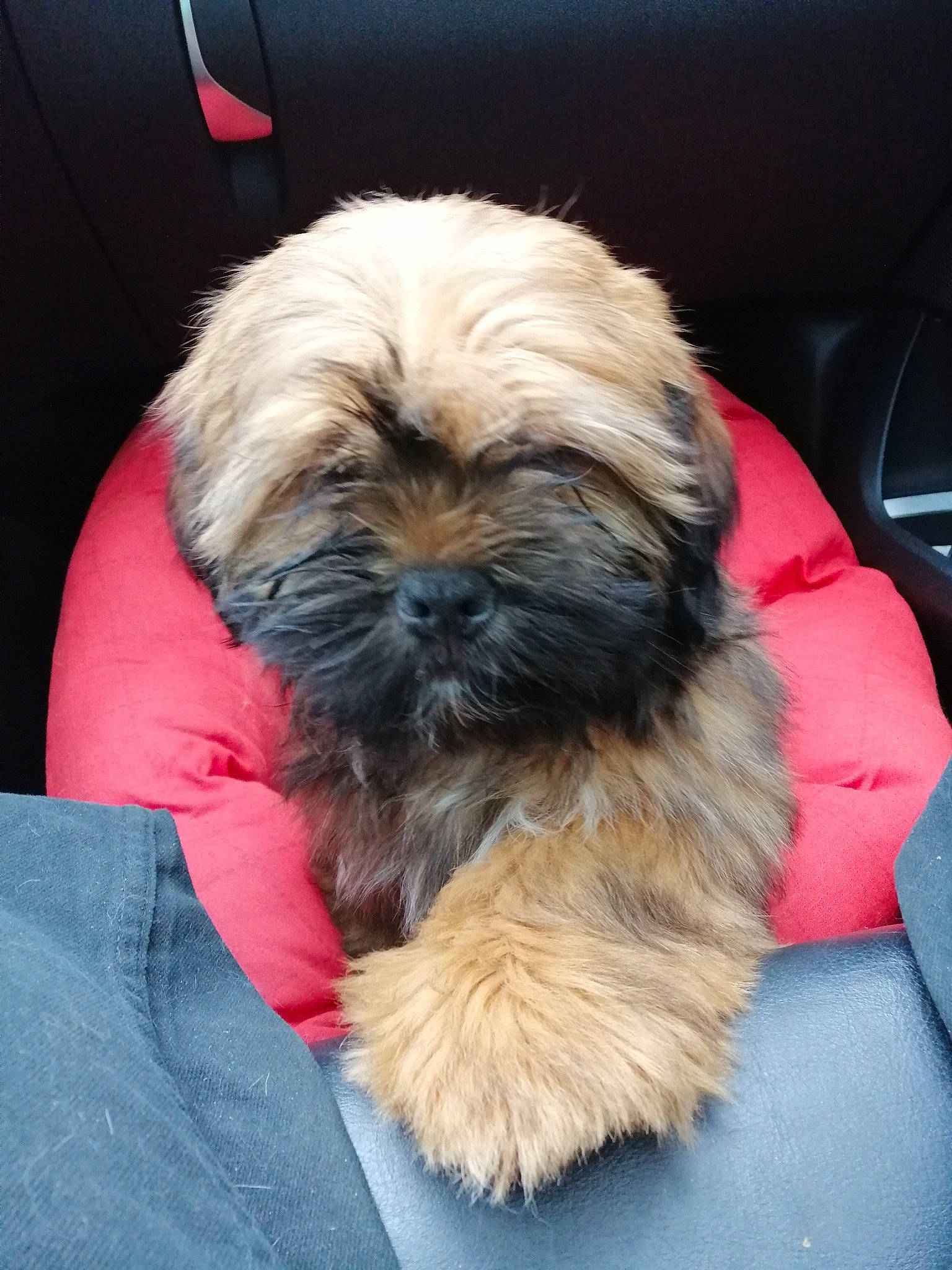 Blue Too a rejoint le concours — aidez-le/la à gagner de superbes lots ! canidae, carnivore, comfort, companion_dog, dog, dog_breed, dog_supply, fawn, fur, liver, maltepoo, shih_poo, shih_tzu, small_terrier, snout, sporting_group, terrestrial_animal, terrier, toy_dog, working_animal