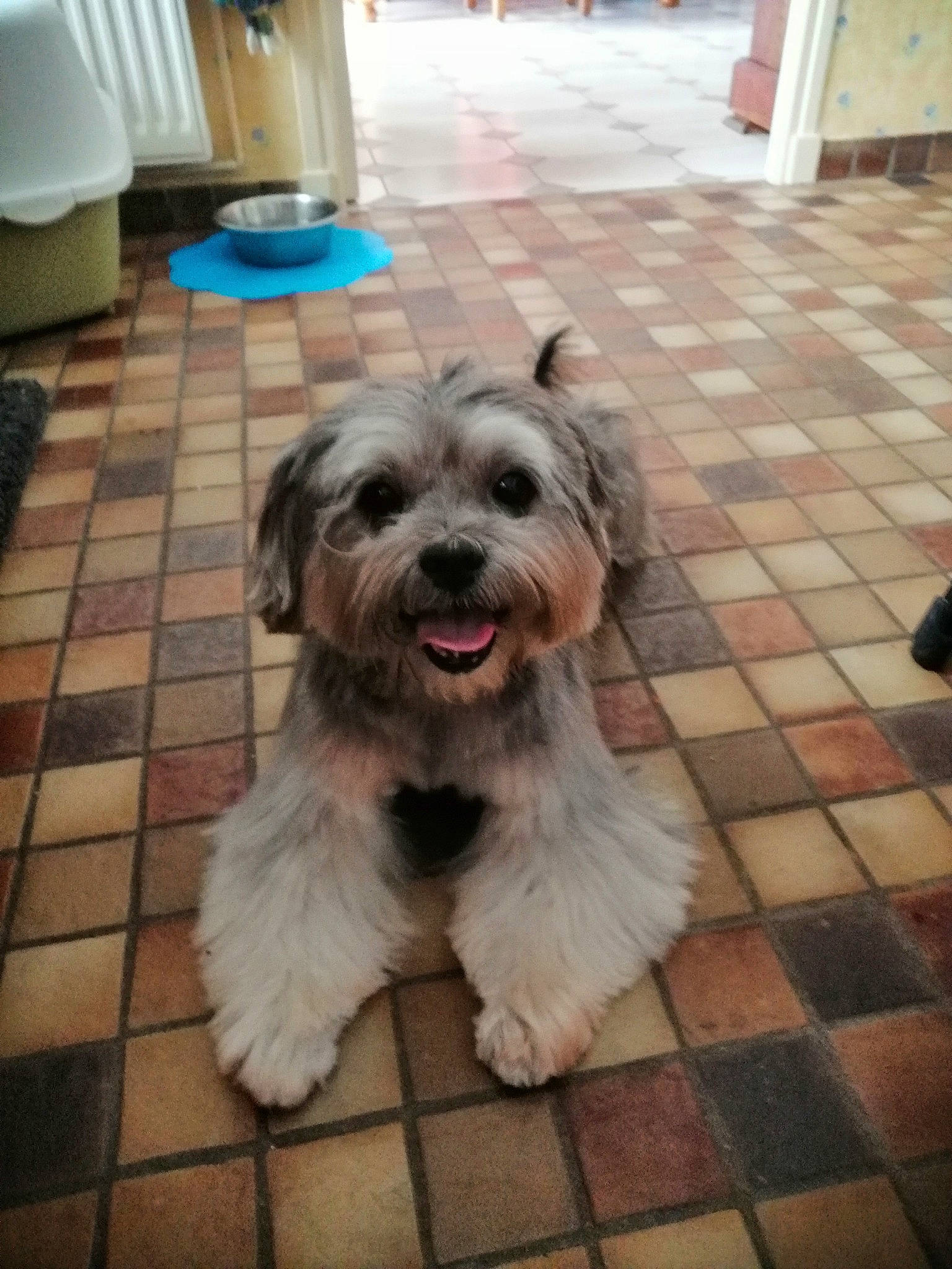 Blue Too a rejoint le concours — aidez-le/la à gagner de superbes lots ! canidae, carnivore, companion_dog, dog, dog_breed, fawn, floor, flooring, fur, hardwood, liver, maltepoo, road_surface, small_terrier, snout, sporting_group, terrier, toy_dog, wood, working_animal