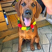 Winston is registered to the contest to win money with this photo: animal, brown_dog, canine, collar, dog, domestic_animal, ears, eyes, flower_necklace, happy, outdoor, patio, pet, sitting, stone_floor, summer, tongue, tongue_out, waiting, wooden_deck