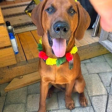 Winston