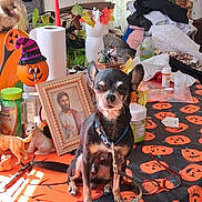 Jack Sparrow joined the competition — help win amazing prizes! black, bottle, chihuahua, collar, decorations, dog, figurine, glasses, halloween, holiday, houseplant, indoor, leash, orange, pet, portrait, pumpkin, table, tablecloth, toy