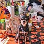 black, bottle, chihuahua, collar, decorations, dog, figurine, glasses, halloween, holiday, houseplant, indoor, leash, orange, pet, portrait, pumpkin, table, tablecloth, toy