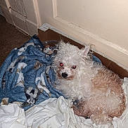 Fia Marie joined the competition — help win amazing prizes! animal, blanket, cardboard_box, companion, cozy, curious, curly_fur, dog, domestic, floor, fur, indoor, looking_up, pet, pile, resting, small_dog, soft, tan_fur, white_fur