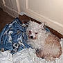 animal, blanket, cardboard_box, companion, cozy, curious, curly_fur, dog, domestic, floor, fur, indoor, looking_up, pet, pile, resting, small_dog, soft, tan_fur, white_fur