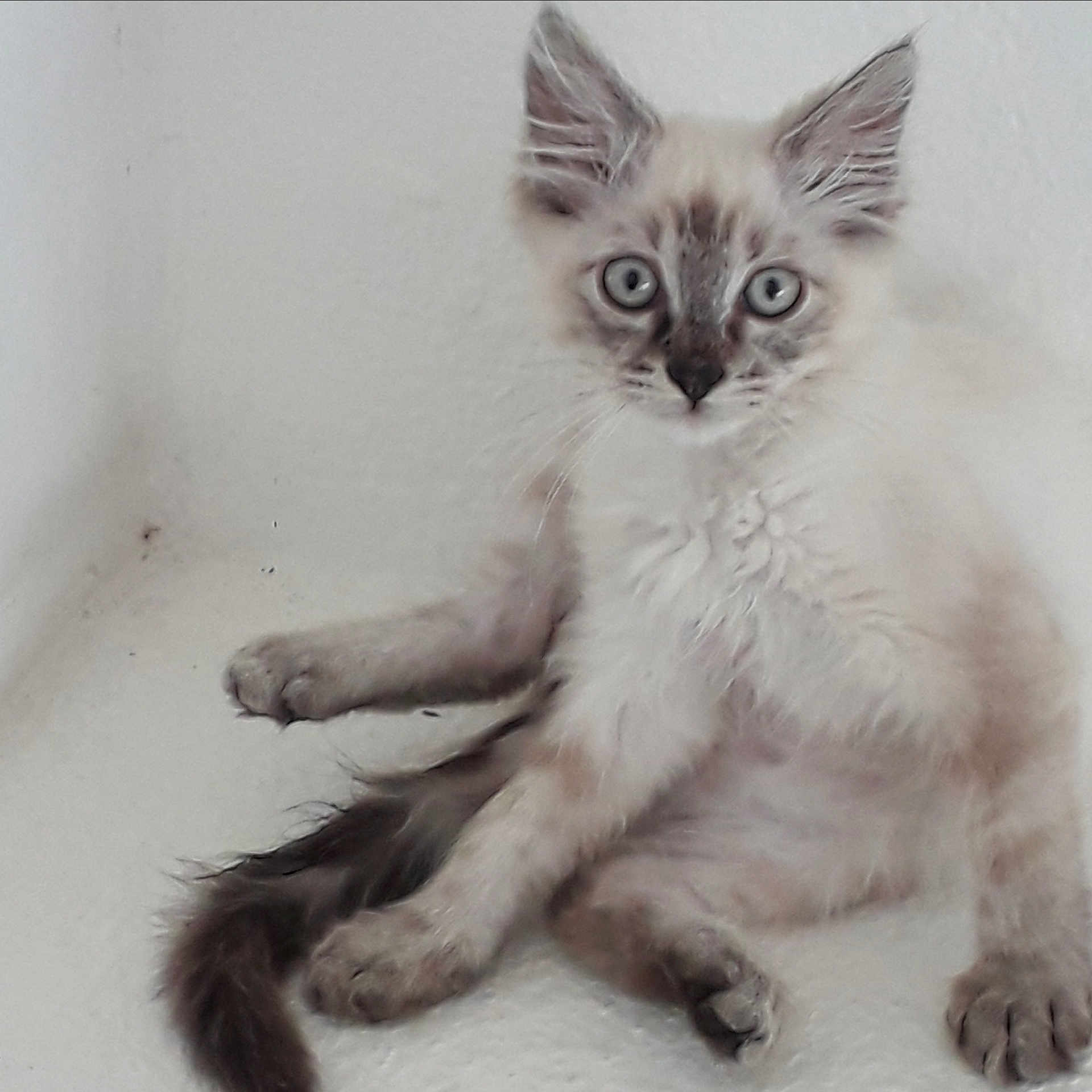 Obama participe au concours pour gagner de l'argent avec cette photo : asian, asian_semi_longhair, balinese, carnivore, cat, domestic_long_haired_cat, ear, eye, felidae, javanese, kitten, laperm, mammal, ojos_azules, ragdoll, siberian, small_to_medium_sized_cats, turkish_angora, vertebrate, whiskers