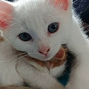 Powder is registered to the contest to win money with this photo: animal, blanket, close_up, cozy, cuddle, cute, ears, eyes, feline, fur, indoor, kitten, orange_cat, paw, pet, sleepy, soft, whiskers, white_cat, young