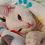 animal, blanket, cat, closeup, colorful, cozy, cute, domestic_cat, fur, indoor, paw, pet, pink_nose, relaxed, resting, sleepy, snuggled, soft, warm, white_cat
