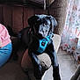 dog, black_dog, harness, couch, living_room, person_partial, jeans, pink_shirt, curious_look, indoor, floral_curtains, tiled_floor, furniture, pet, resting, paw, relaxed, canine, companion, home