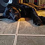 dog, black_dog, lying_down, floor, tile_floor, indoor, pet, household, laundry_basket, speaker, relaxed, animal, collar, paw, tile_grout, home, resting, looking_up, canine, domestic