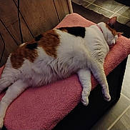 Calico is registered to the contest to win money with this photo: animal, bench, calico_cat, cat, comfort, cozy, domestic_cat, ears, floor_tile, fur, furniture, home, indoor, pet, pink_blanket, quiet, relaxing, resting, sleeping, whiskers