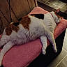 animal, bench, calico_cat, cat, comfort, cozy, domestic_cat, ears, floor_tile, fur, furniture, home, indoor, pet, pink_blanket, quiet, relaxing, resting, sleeping, whiskers
