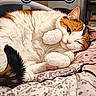 Calico is registered to the contest to win money with this photo: animal, bed, blanket, calico, cat, cozy, cute, cute_pose, domestic, feline, fur, indoor, paw, pet, relaxed, resting, sleepy, soft, whiskers, winking