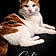 Calico
