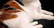 Calico is registered to the contest to win money with this photo: animal, animal_portrait, black_background, calico_cat, calm, cat, close_up, cute, domestic_cat, feline, fur, green_eyes, indoor, lying_down, pet, portrait, relaxed, soft_fur, studio_shot, whiskers