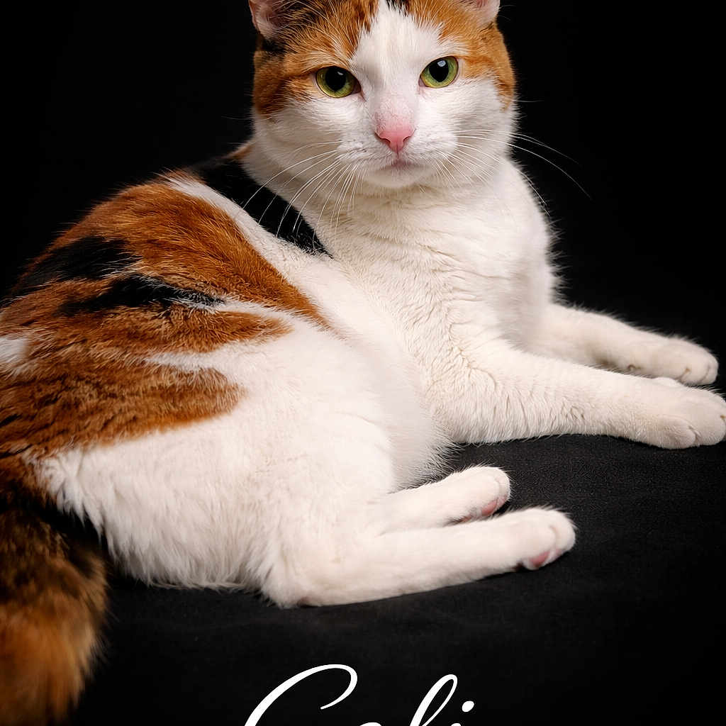 Calico