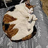 Calico joined the competition — help win amazing prizes! blanket, calico, cat, chair, cozy, curled_up, cute, domestic, feline, floor, fur, gray, indoor, patterned, pet, resting, sleeping, tail, tile, white