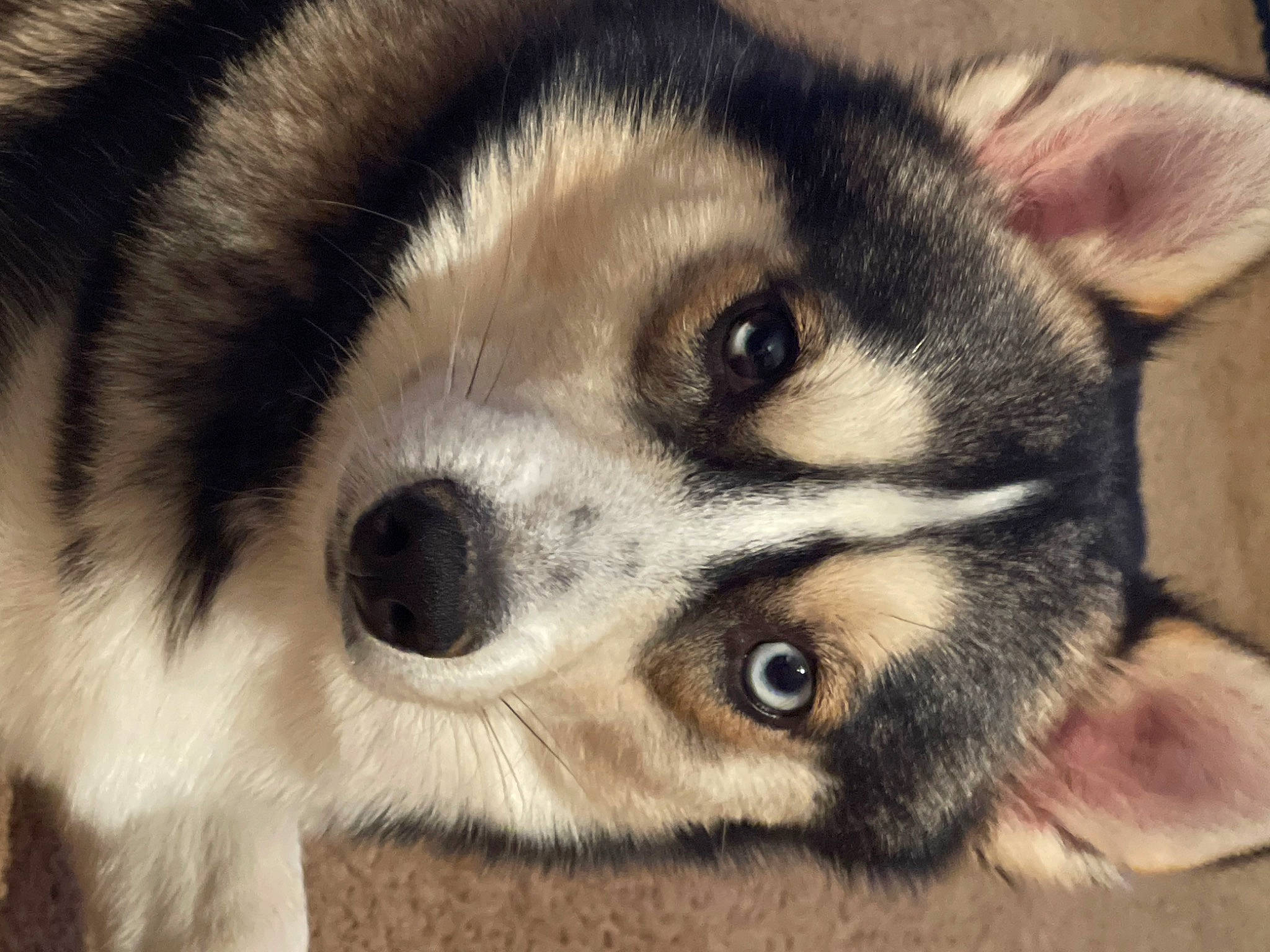 Cypress joined the competition — help win amazing prizes! ancient_dog_breeds, canidae, canis, carnivore, close_up, companion_dog, dog, dog_breed, fur, non_sporting_group, paw, puppy, snout, sporting_group, terrestrial_animal, whiskers, wildlife, working_animal, working_dog