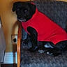dog, black_dog, red_sweater, chair, cushion, wooden_armrest, indoor, pet, animal, seated, looking_away, yellow_wall, electrical_outlet, floor, cozy, portrait, furniture, domestic, companion, relaxed