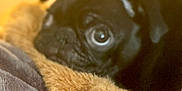 Tilly joined the competition — help win amazing prizes! puppy, dog, black_pug, stuffed_animal, toy, blanket, close_up, cute, pet, soft_texture, indoor, cozy, resting, animal, fur, young, eyes, snout, nose, warm_lighting