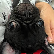 Tilly is registered to the contest to win money with this photo: dog, pug, close_up, black_fur, pet, animal, nose, eyes, whiskers, ear, hand, human, cuddle, face, expression, indoor, soft, cute, fur, pet_care