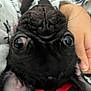 dog, pug, close_up, black_fur, pet, animal, nose, eyes, whiskers, ear, hand, human, cuddle, face, expression, indoor, soft, cute, fur, pet_care