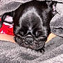 Tilly joined the competition — help win amazing prizes! puppy, dog, black_fur, blanket, sleeping, cozy, close_up, pet, cute, fur, soft, animal, young, indoors, resting, snug, warm, face, napping, wrapped