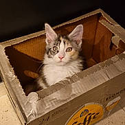 Abélia a rejoint le concours — aidez-le/la à gagner de superbes lots ! cat, kitten, cardboard_box, indoor, curious, feline, pet, animal, whiskers, ears, floor, brown, white, black, yellow, cute, small, young, sitting, looking