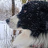 alert, animal_portrait, black_and_white, black_fur, canine, close_up, dog, eye, forest, fur, long_hair, nature, outdoors, side_profile, snout, snow, snowflakes, trees, white_fur, winter