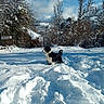 Max participe au concours pour gagner de l'argent avec cette photo : animal, black_and_white_dog, blue_sky, cabin, clouds, dog, fluffy_fur, mountain_village, mountains, nature, outdoors, pet, rustic_house, scenic_view, snow, snowdrift, snowy_landscape, standing, trees, winter
