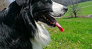 Max participe au concours pour gagner de l'argent avec cette photo : animal_portrait, black_and_white, blue_sky, border_collie, countryside, dog, grass, hillside, landscape, long_hair, meadow, mountains, nature, open_mouth, outdoor, panting, side_profile, sunny, tongue, trees