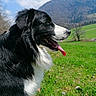animal_portrait, black_and_white, blue_sky, border_collie, countryside, dog, grass, hillside, landscape, long_hair, meadow, mountains, nature, open_mouth, outdoor, panting, side_profile, sunny, tongue, trees
