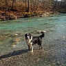 Max participe au concours pour gagner de l'argent avec cette photo : adventure, animal_portrait, black_and_white, border_collie, dog, forest, landscape, leafless_trees, moss, nature, outdoors, reflection, river, rocks, shoreline, standing, stream, sunlight, water, woodland