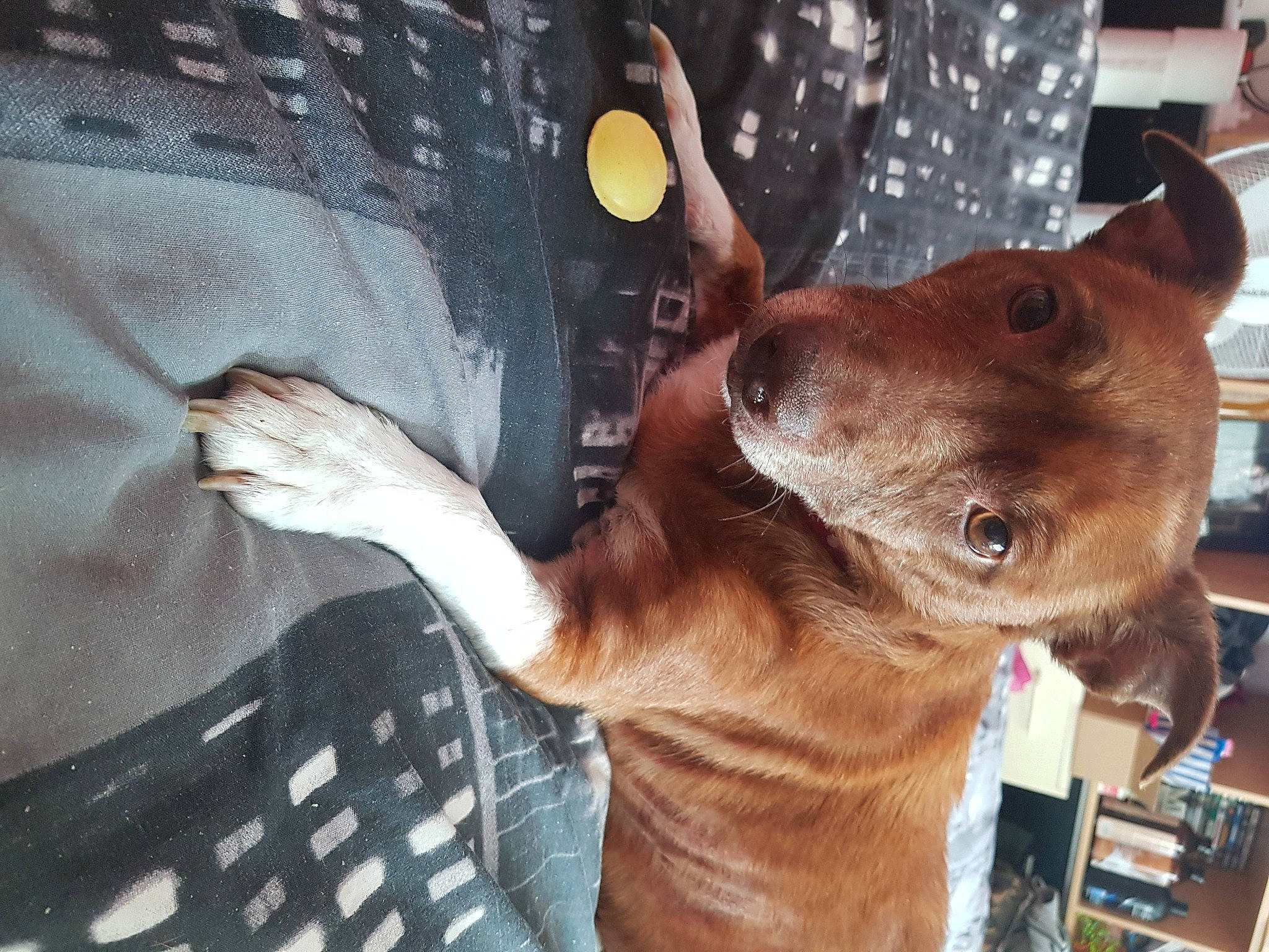 Chelsea is registered to the contest to win money with this photo: canidae, carnivore, dog, dog_breed, fawn, liver, mammal, snout