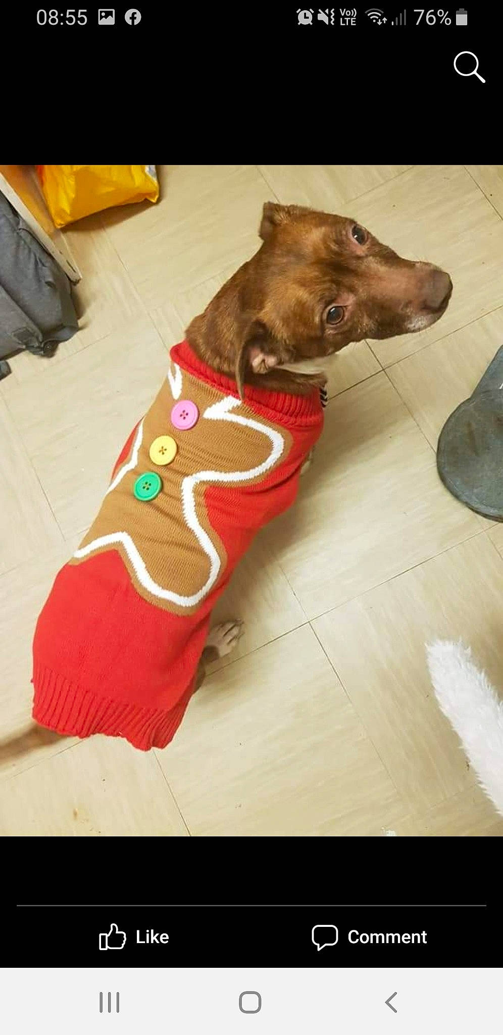 Chelsea joined the competition — help win amazing prizes! canidae, carnivore, dog, dog_breed, dog_clothes, dog_supply, dog_toy, fawn, italian_greyhound, snout