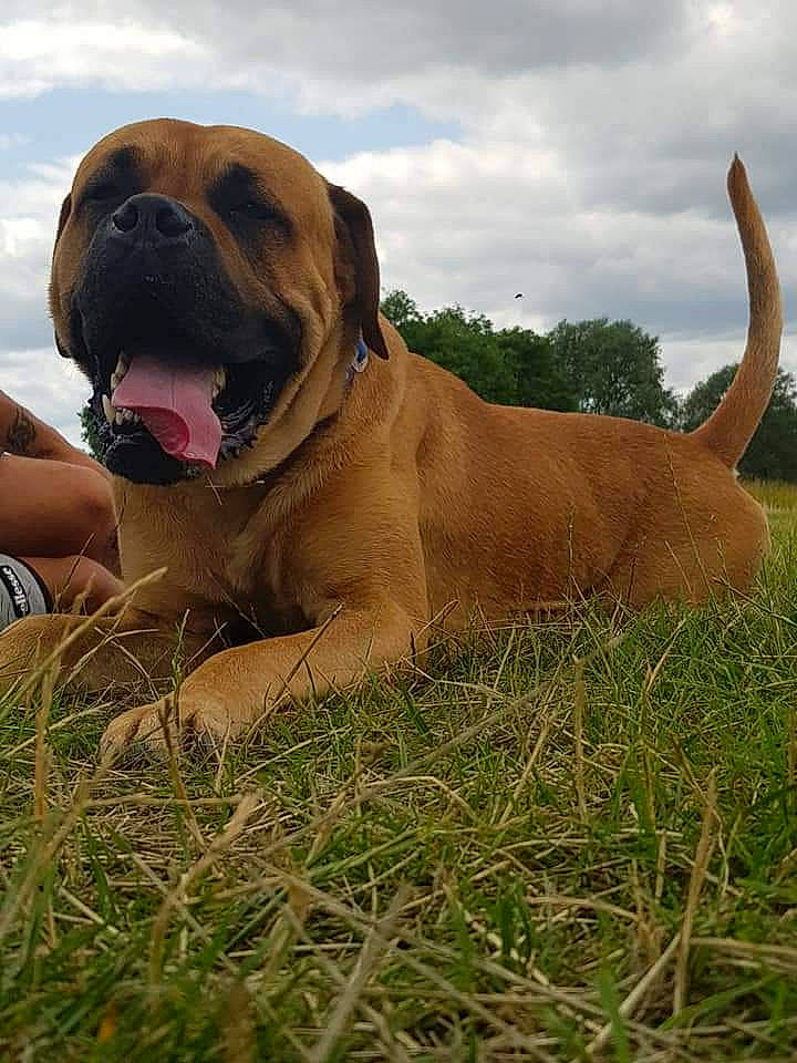 Chase joined the competition — help win amazing prizes! ancient_dog_breeds, bandog, boerboel, broholmer, bullmastiff, canidae, carnivore, dog, dog_breed, english_mastiff, fawn, mammal, molosser, perro_de_presa_canario, perro_de_presa_mallorquin, rare_breed_dog, tosa, vertebrate, working_dog