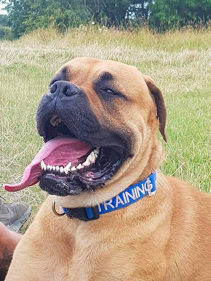 Chase is registered to the contest to win money with this photo: american_mastiff, boerboel, bullmastiff, canidae, carnivore, collar, dog, dog_breed, dog_collar, english_mastiff, fawn, mammal, molosser, perro_de_presa_mallorquin, rare_breed_dog, snout, sporting_group, tosa, vertebrate, working_dog