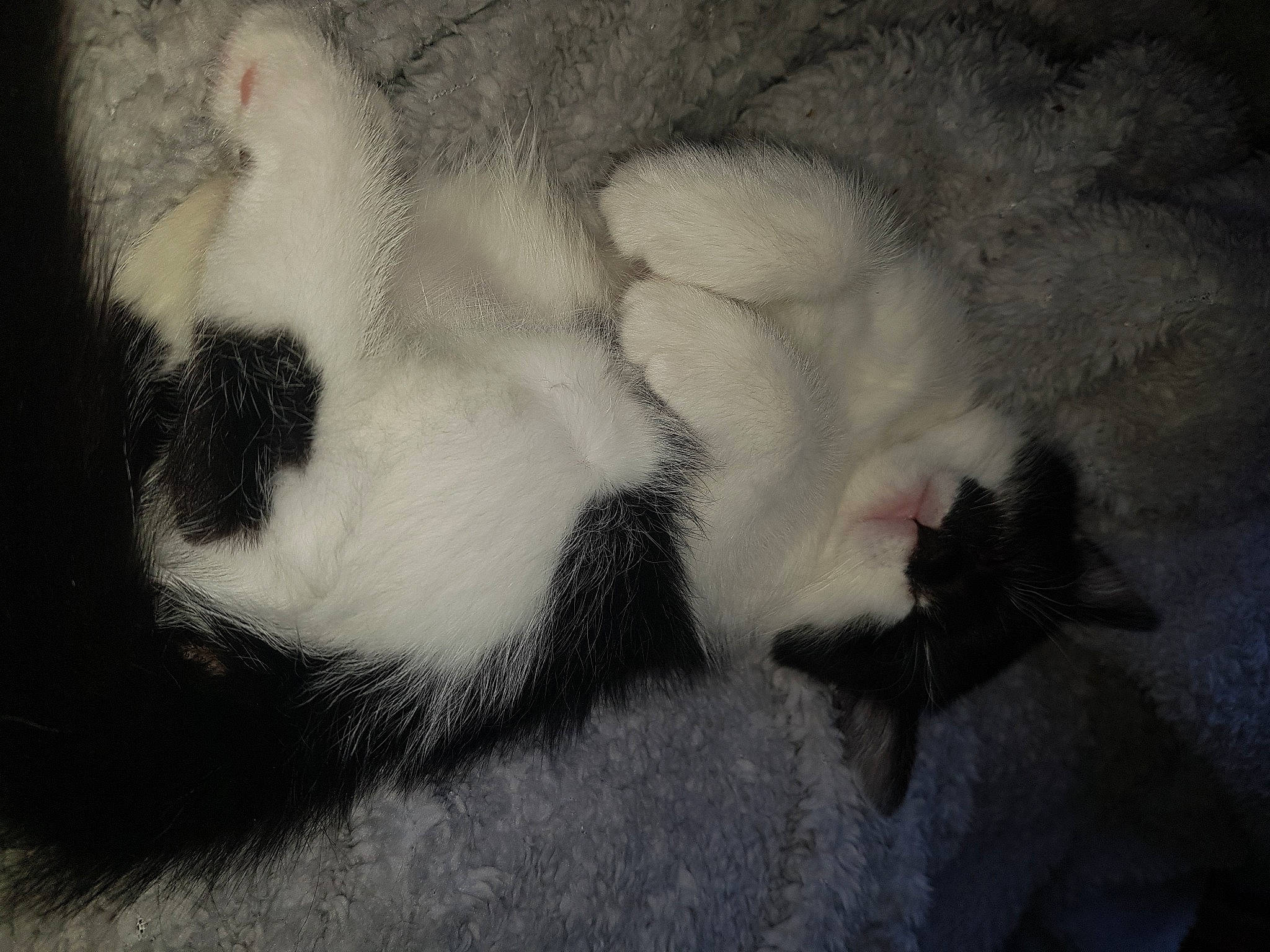 Narla joined the competition — help win amazing prizes! carnivore, cat, claw, ear, felidae, fur, nose, paw, polydactyl_cat, sleep, small_to_medium_sized_cats, snout, tail, whiskers