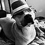 accessory, animal, black_and_white, blanket, canine, cozy, cute, dog, domestic, ear, face, fashion, furniture, hat, indoor, living_room, pet, portrait, relaxed, resting