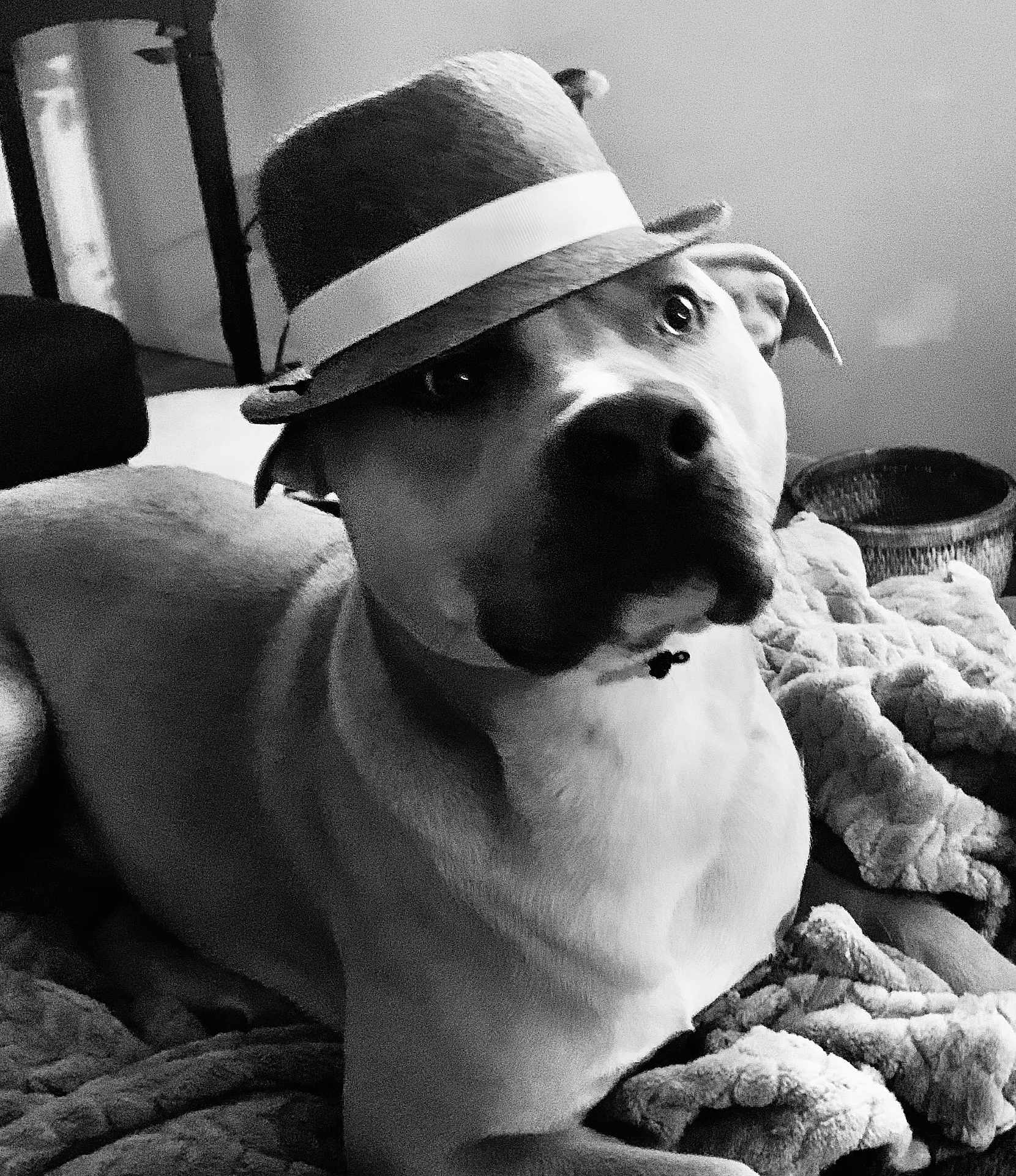 Jaxson