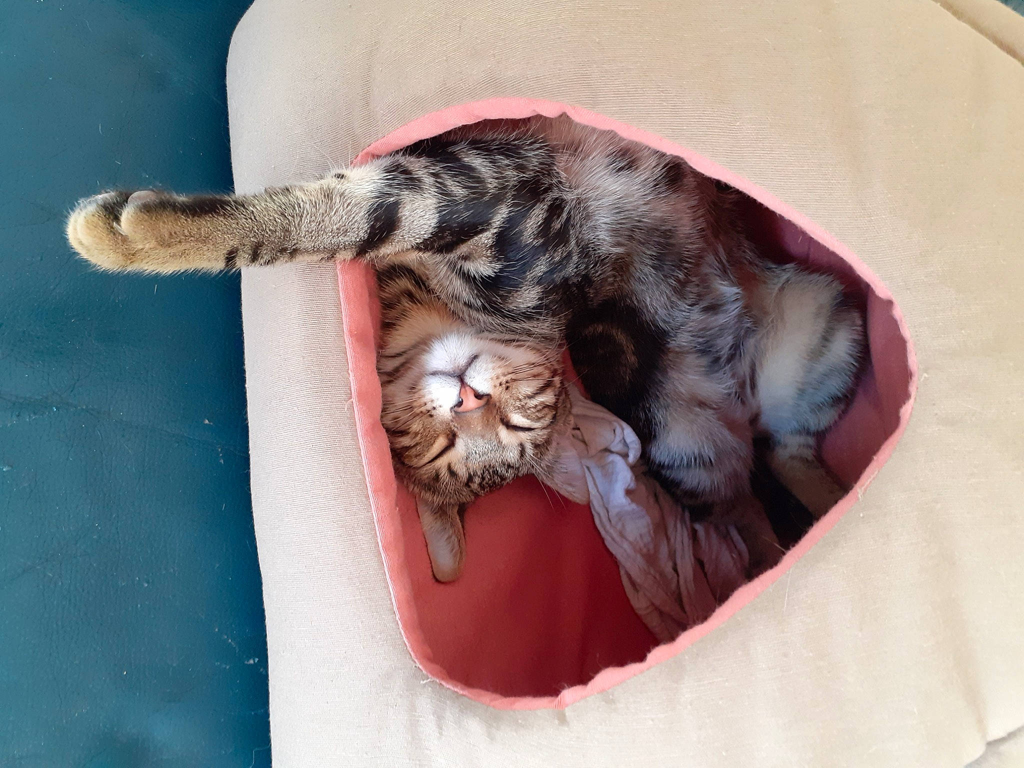 Cookie participe au concours pour gagner de l'argent avec cette photo : canidae, carnivore, cat, cat_bed, cat_supply, claw, comfort, dog_breed, domestic_short_haired_cat, fawn, felidae, fur, nap, paw, small_to_medium_sized_cats, snout, sporting_group, tail, terrestrial_animal, whiskers