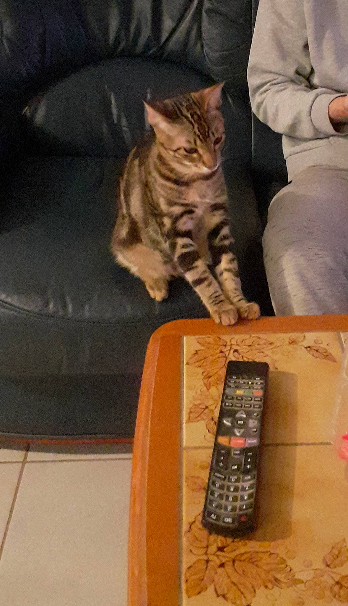 Cookie a rejoint le concours — aidez-le/la à gagner de superbes lots ! box, carnivore, cat, comfort, communication_device, couch, domestic_short_haired_cat, felidae, fur, gadget, mobile_device, mobile_phone, paw, portable_communications_device, sitting, small_to_medium_sized_cats, tail, telephony, whiskers, wood