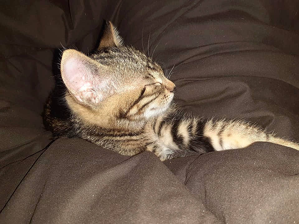 Cookie a rejoint le concours — aidez-le/la à gagner de superbes lots ! carnivore, cat, claw, comfort, darkness, domestic_short_haired_cat, fawn, felidae, foot, fur, grey, nap, paw, sleep, small_to_medium_sized_cats, snout, tail, terrestrial_animal, whiskers, wildlife