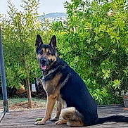 Atos a rejoint le concours — aidez-le/la à gagner de superbes lots ! dog, german_shepherd, animal, pet, outdoor, wooden_deck, greenery, bushes, nature, canine, sitting, portrait, muzzle, ears, fur, tail, friendly, tongue, daylight, landscape