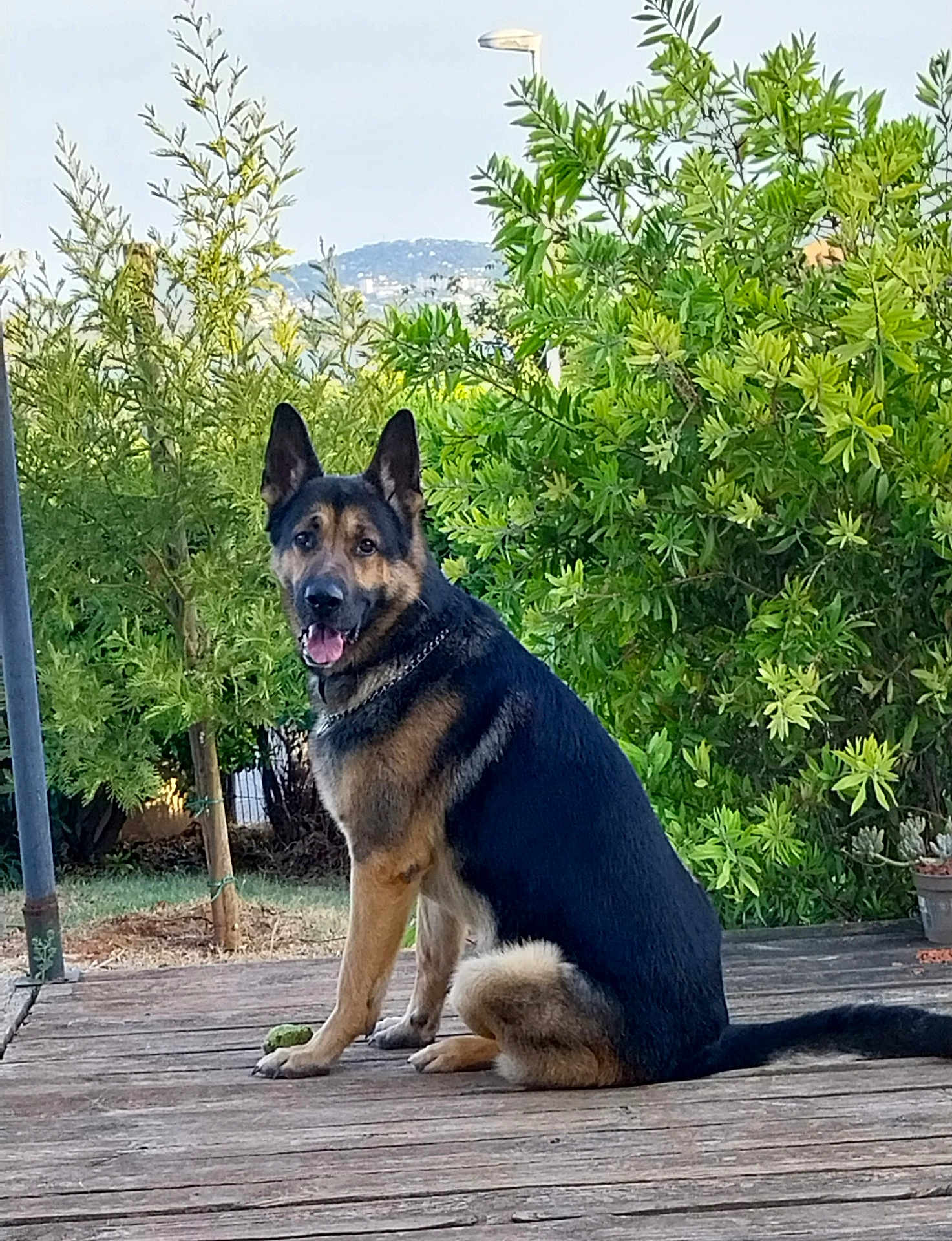 Atos a rejoint le concours — aidez-le/la à gagner de superbes lots ! dog, german_shepherd, animal, pet, outdoor, wooden_deck, greenery, bushes, nature, canine, sitting, portrait, muzzle, ears, fur, tail, friendly, tongue, daylight, landscape