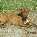 Cheryl S.